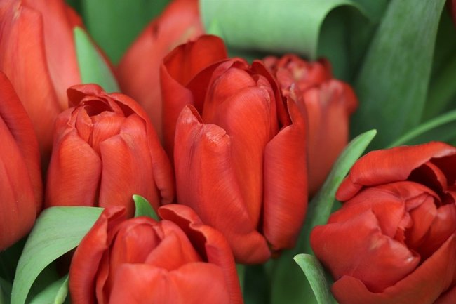 В Новосибирске назвали магазины с дешевыми тюльпанами