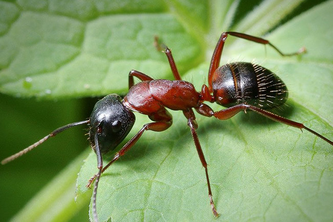 Двигун мурашки: виховане диво