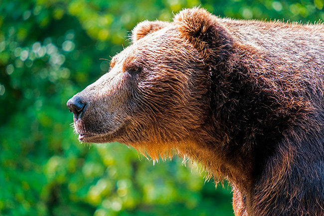Сбежавшая в Нижневартовске медведица находится в безопасности