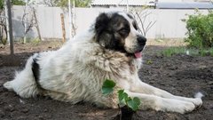 Разведение алабая получило признание ЮНЕСКО как нематериальное культурное наследие