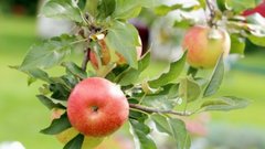 Урожай ведрами: сделайте несколько отверстий вокруг яблони