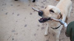 Новорожденный в Индии был спасен благодаря уличным собакам