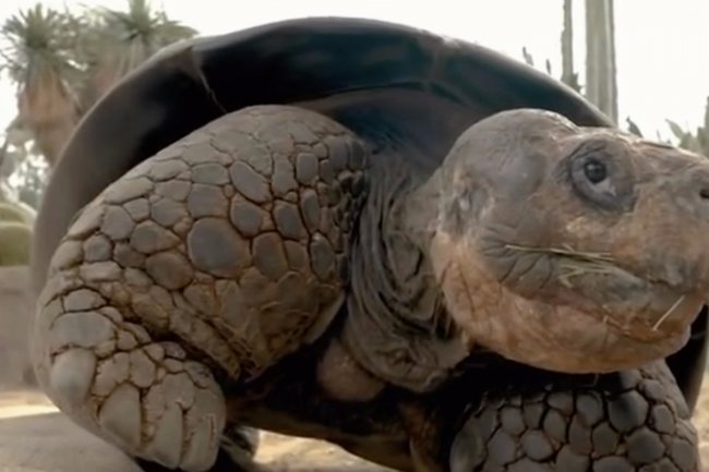 Черепаха Грамма