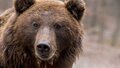 Медведь загрыз двух мужчин, собиравших ягоды, в Иркутской области
