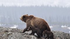 Женщина победила медведицу приемами джиу-джитсу