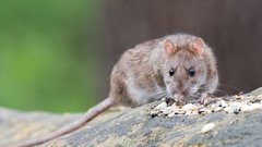 Челябинская пенсионерка развела в доме крыс, приняв их за мангустов