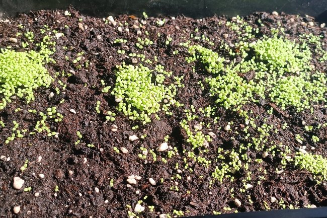 рассада / огород