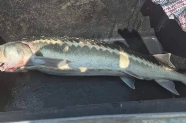 В Сочи жителю предъявлено обвинение в незаконной ловле осетра