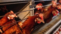 Рост производства скота и птицы в Ингушетии на 8% в 2025 году