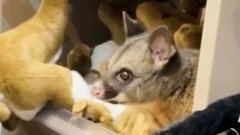 Живого опоссума случайно нашли на полке магазина игрушек в Австралии