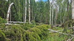 Спасательные службы вытащили мужчину из леса в Ленинградской области