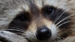 Енот, прибывший в Белоруссию в автомобильном контейнере, оказался самкой