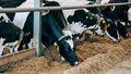 молоко корова Чувашия ферма 