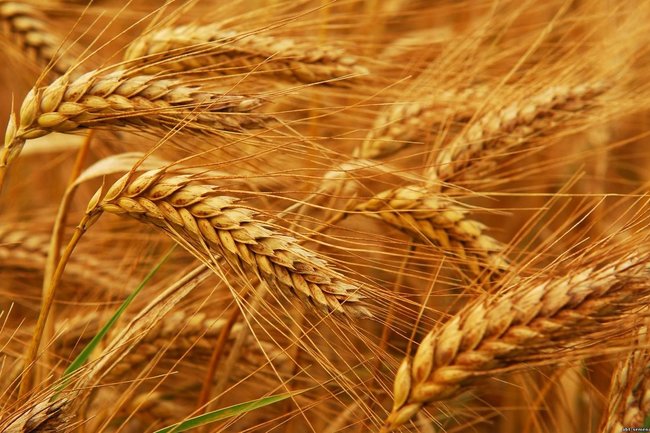 Российская пшеница оказалась Китаю не нужна