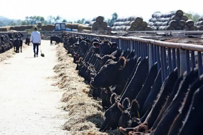 Гарант продовольственной безопасности страны: в Краснодарском крае наращивают поддержку АПК