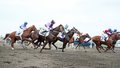 Краснодар соревнования конный спорт конь 