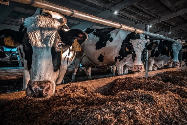 коровы, корова, село, хлев