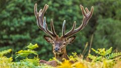 Ученые из США раскрыли язык общения оленей с помощью фонарика