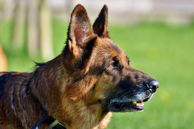 собака немецкая овчарка