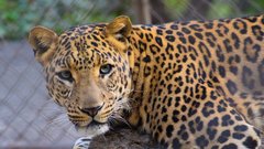 Леопард атаковал трех сотрудников плантации