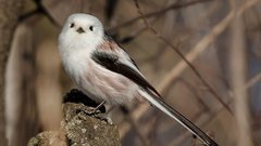 Необычную птицу заметили в городах ХМАО