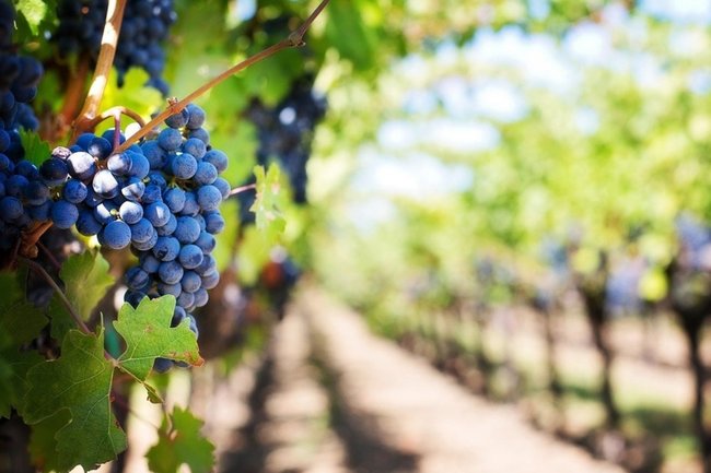 Тракторист встретил шакала на виноградниках в Абрау-Дюрсо под Новороссийском
