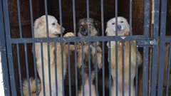 Приют для собак «Дора» переедет в другое место в Воронеже