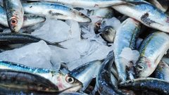 В Надыме готовится к запуску новый цех по переработке рыбы