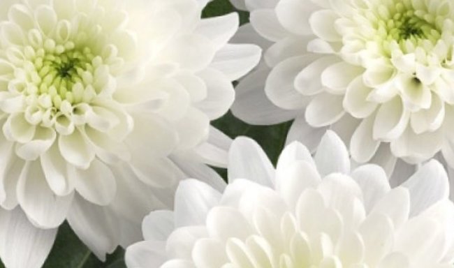 Хризантемы