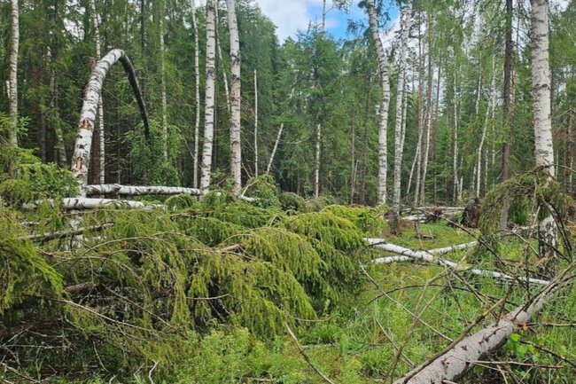 Нижегородская область / лес