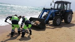 В Анапе с пляжей начали убирать тела дельфинов, которых выбросило на берег