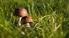 В Калининградской области начался сезон сбора грибов