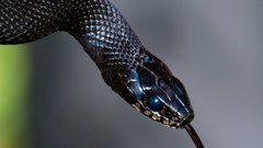 Ученые обеспокоены стремительным развитием каннибализма у змей