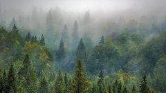 В рамках нацпроекта «Экология» в Амурской области высадили 3,6 млн хвойных деревьев