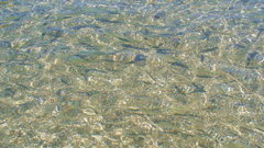 Тюменские реки обогатят деликатесной рыбой