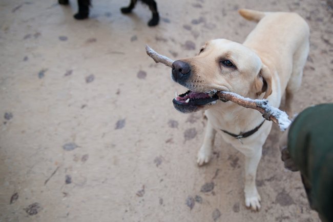 собаки, животные, питомцы