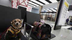 «Аэрофлот» обнародовал данные о транспортировке акул, фламинго и 160 тысяч животных