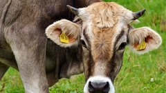 Жестко, но необходимо: губернатор Новосибирской области объяснил массовый забой скота