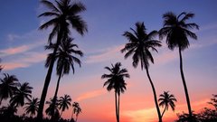 Туристы на Шри-Ланке не испугались утечки нефти в океан