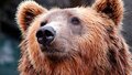 В Приангарье рассказали о масштабах ликвидации проблемных медведей