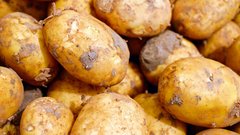В Омске появится картофельная лаборатория