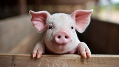 Россияне предупреждены о рисках штрафов за содержание сельскохозяйственных животных в жилых помещениях