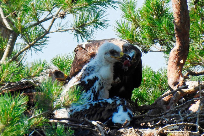 Птенцов редкого солнечного орла обнаружили в нацпарке Чувашии