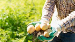 Никакой пользы: ошибки садоводов при посадке картофеля