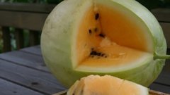 Биолог Максим Петров развенчал миф об опасности желтых арбузов