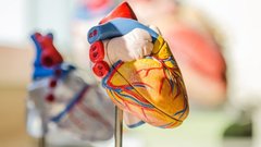 Ученые разработали метод замедления старения сердца