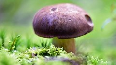 В Ленинградской области наблюдается изобилие грибов