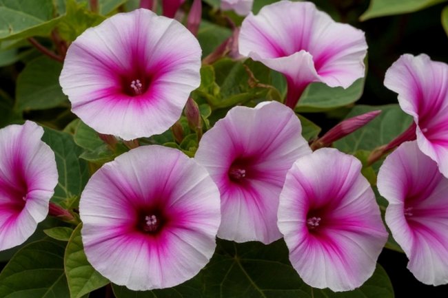 Какие цветы могут привести к штрафам на даче: внимание к запретным растениям