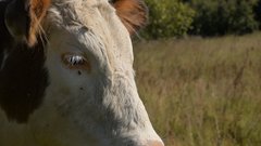 Житель Оренбуржья был осужден за кражу коров и угон лошадей