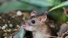 Мутант, возникший в результате многократного клонирования мыши